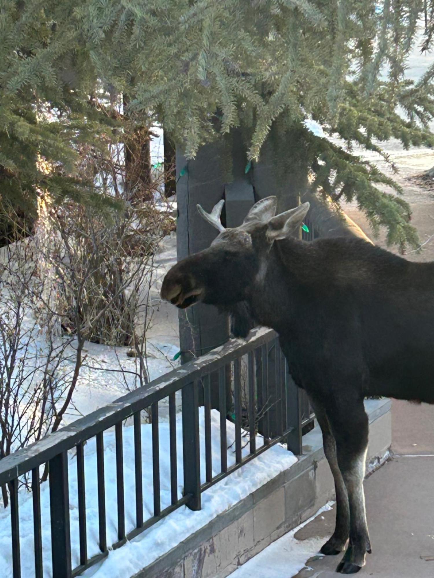 Red Hawk Lodge 2269 By Summitcove Lodging Keystone Luaran gambar